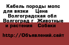 Кабель породы мопс для вязки. › Цена ­ 5 000 - Волгоградская обл., Волгоград г. Животные и растения » Собаки   
